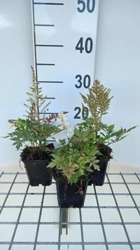Astilbe Bumalda pour zone humide - Lot de 6 plants de 9x9 cm idéal