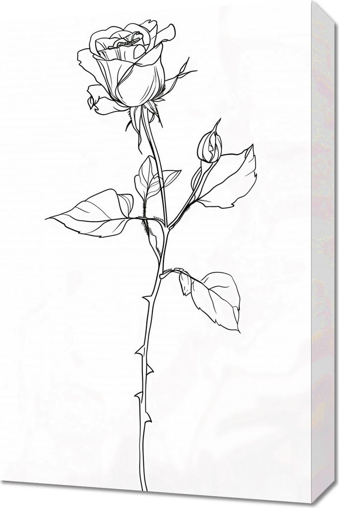 Bild 40x60cm Kontur Rose