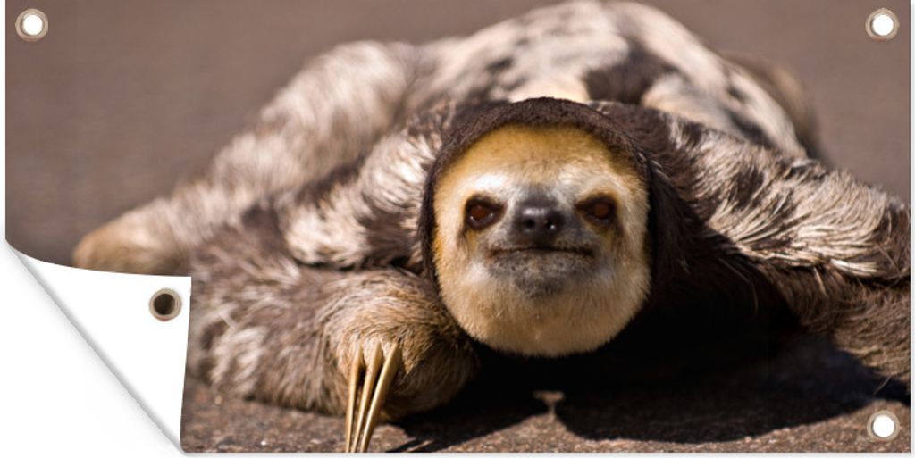 MuchoWow 60x30 cm Outdoor-Poster Gartendeko Sichtschutz Garten Poster für den Garten Eine Nahaufnahme eines Faultiers auf der Straße