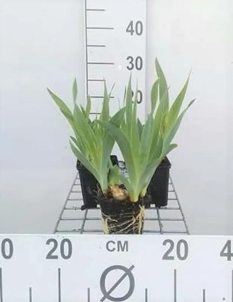 Iris Blue Denim bleu intense - 6 Iris pumila rustiques en pot de 9 cm