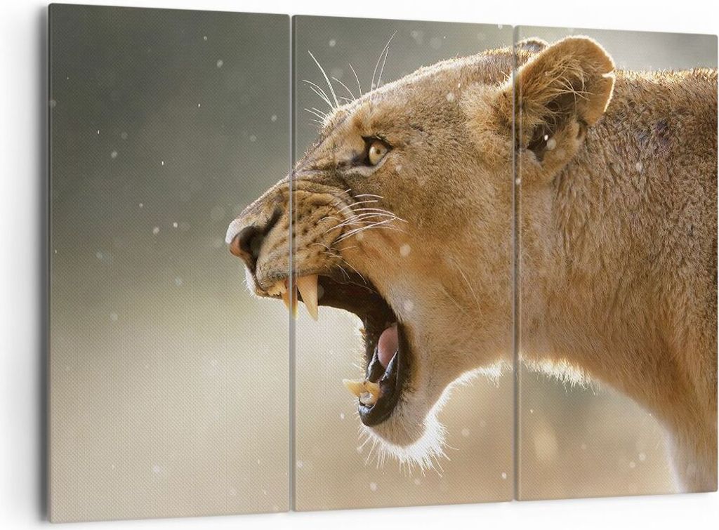 Bild auf Leinwand - Leinwandbild - 3 Teile - Löwe Löwin Reißzähne - 165x110cm - Wand Bild - Wanddeko - Wandbilder - Leinwanddruck - Bilder - Wa...