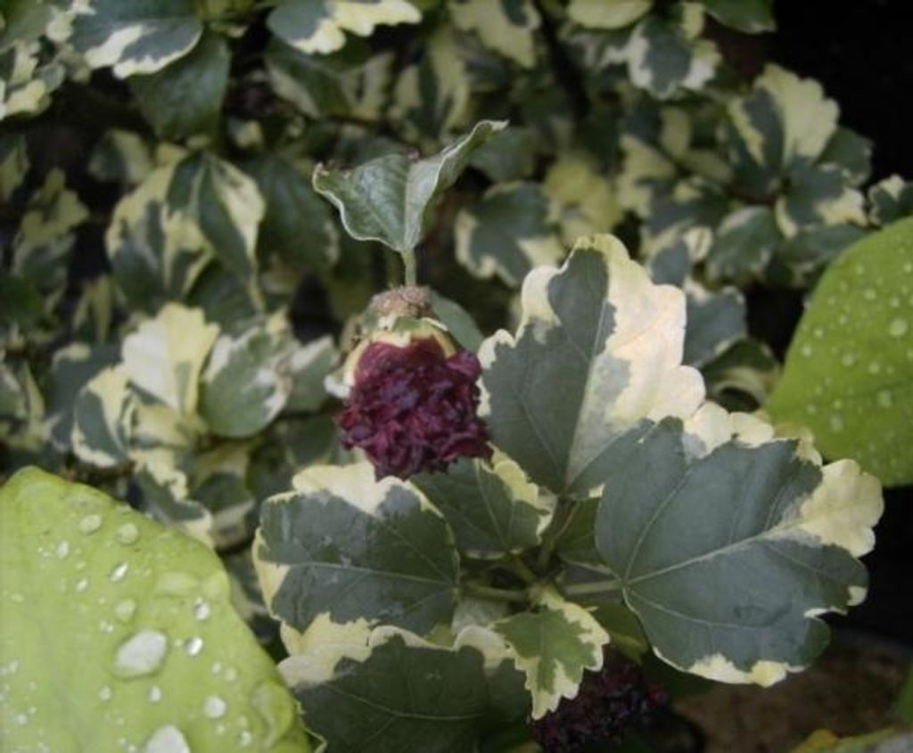 Buntblättriger Eibisch - Hibiscus syriacus meehanii - 40-60cm
