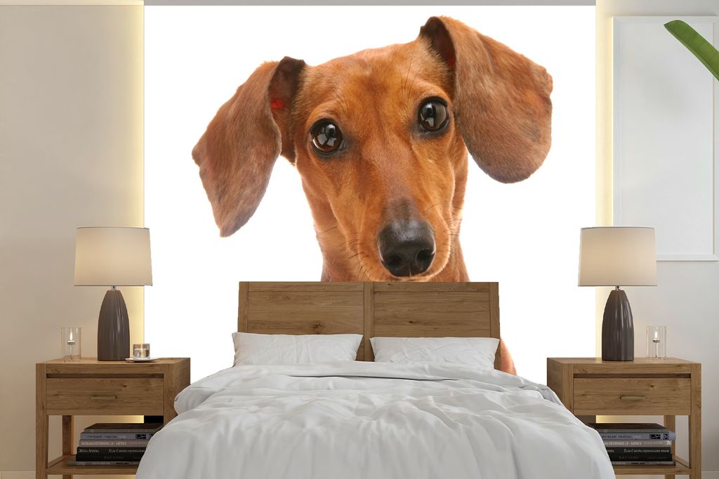 MuchoWow Fototapete für Wohnzimmer oder Schlafzimmer Wandtapete Vinyl Motivtapete Porträt eines goldbraunen Dackels - 220x220 cm - Tapeten