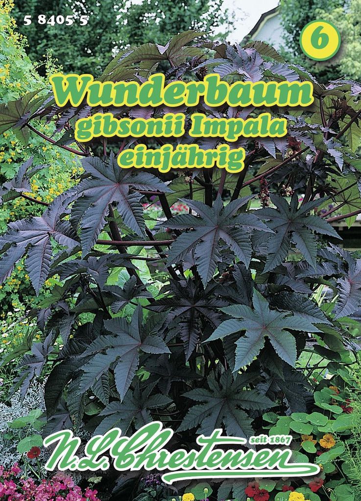 Wunderbaum Impala | Blumensamen von N.L. Chrestensen Produktbild 