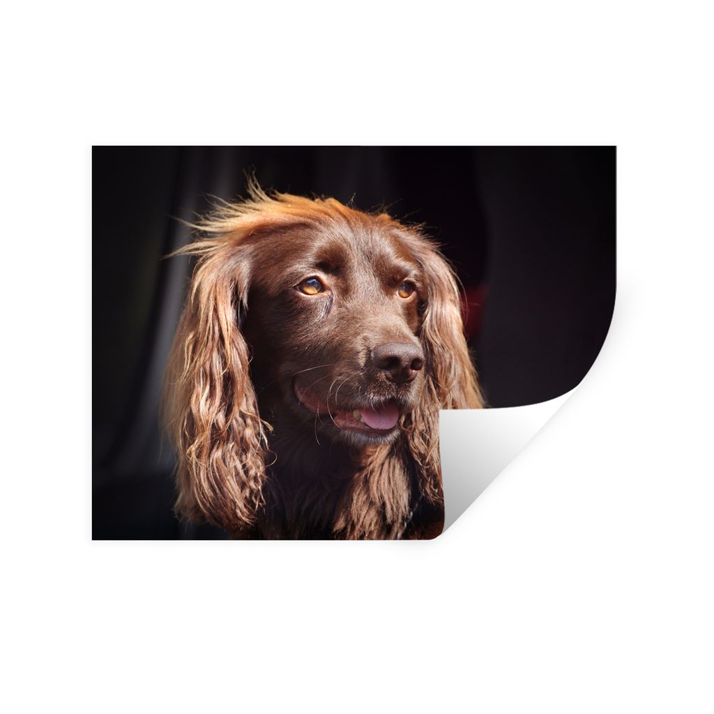 MuchoWow Wandtattoo Wandsticker Wandaufkleber Ein von der Sonne beleuchteter englischer Cockerspaniel 120x90 cm Selbstklebend und Repositionierba...