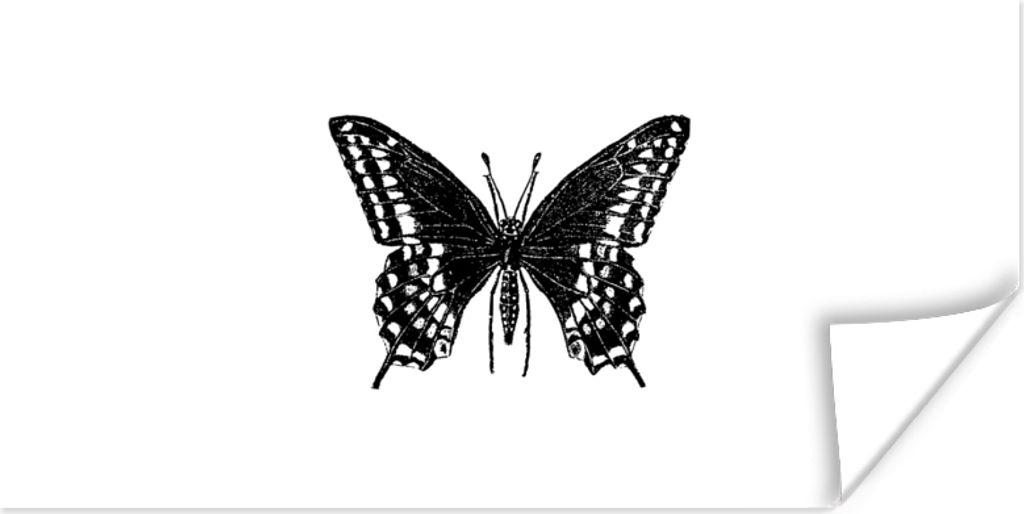 MuchoWow Poster Schmetterling - Tiere - Retro - Schwarz und weiß 80x40 cm - Wanddeko