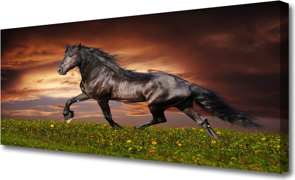 Tulup Leinwand-Bilder 125x50 Wandbild Canvas Kunstdruck Schwarzes Pferd Wiese Tiere
