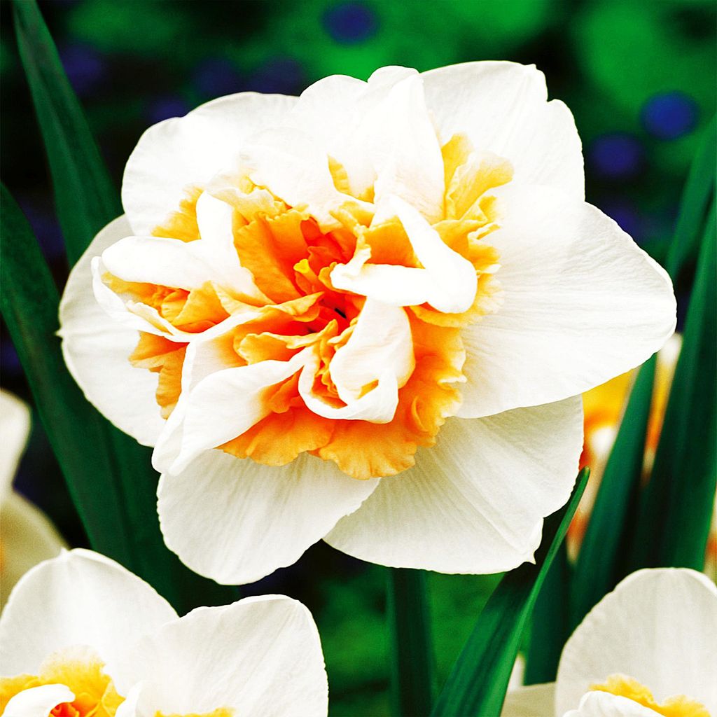 Bulbi di giunchiglia Bulbi di fiori Narcisi doppi Immagine del prodotto 