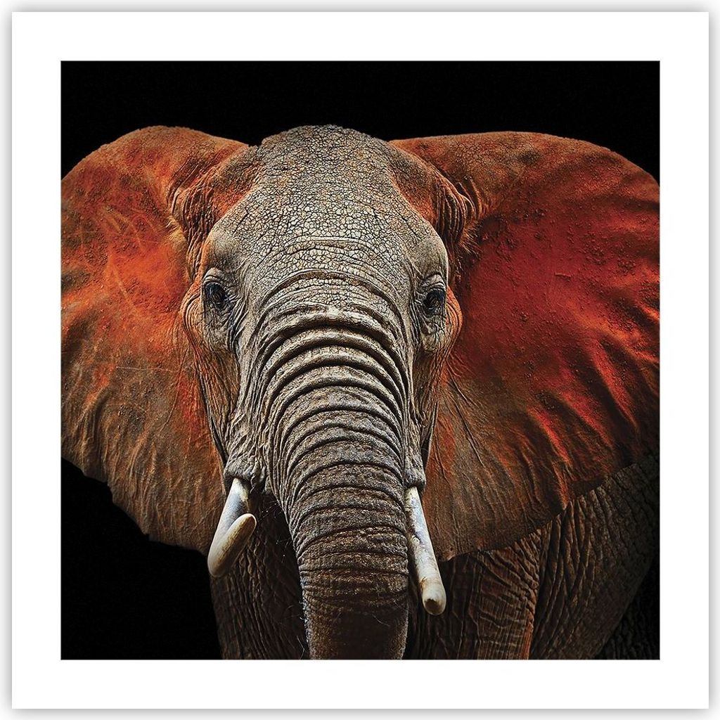Poster - Poster ohne Rahmen - Elefant Rot Ohren - 50x50 cm - Wand Bild - Wanddeko - Wandbilder - Kunstposter - Wandposter - Bilder - Kunstdruck - W...