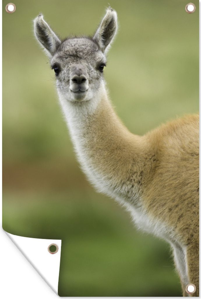 MuchoWow 40x60 cm Outdoor-Poster Gartendeko Sichtschutz Garten Poster für den Garten Lama - Tiere - Porträt