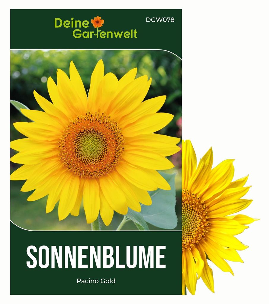 Zwergsonnenblumen Pacino Gold Samen - Helianthus annuus - Produktbild 