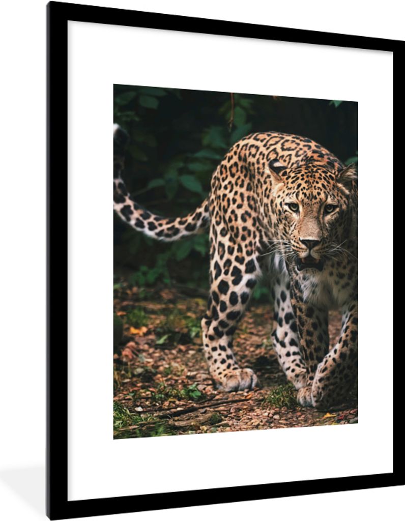 MuchoWow Gerahmtes Poster Wildtiere - Leopard - Dschungel - Natur 60x80 cm - Poster mit Schwarzem Bilderrahmen Wandposter Rahmen Foto Bilder - Wo...