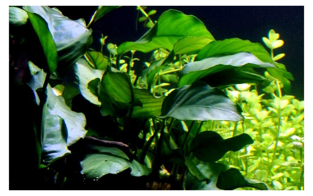 Anubias barteri var. barteri - Wasserpflanze für Aquarien, Wurzelstock/Rhizom, pflegeleicht, ideal für Aquascaping