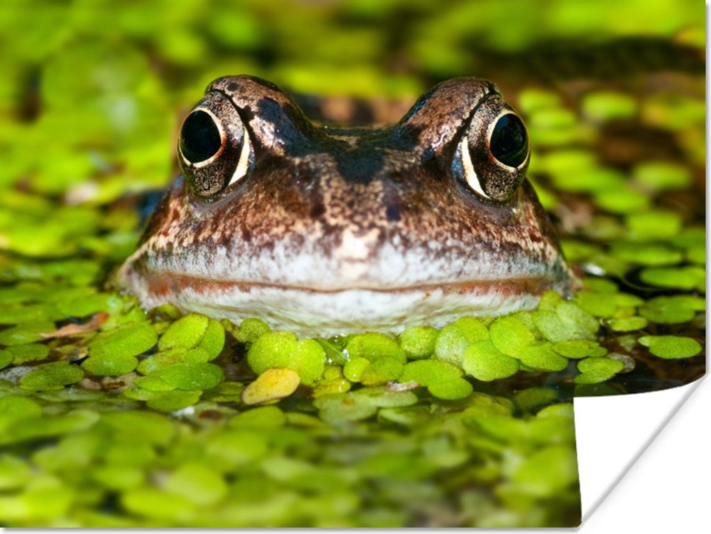 MuchoWow Poster Frosch mit dem Kopf aus dem Wasser 160x120 cm - Foto Plakat