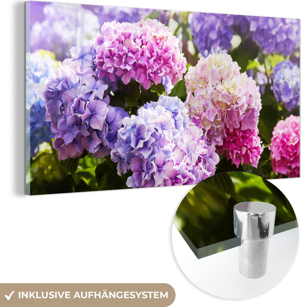 MuchoWow Glasbilder - Bilder auf Wandbild - Foto auf Glas Blumen - Hortensie - Rosa - Blätter - Sonne 40x20 cm Wanddekoration aus Glas - Acrylglas...