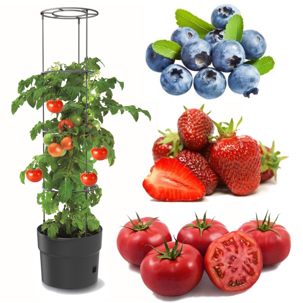 Tomatenpflanze aus Kunststoff Pflanzkübel 18 L, Produktbild 