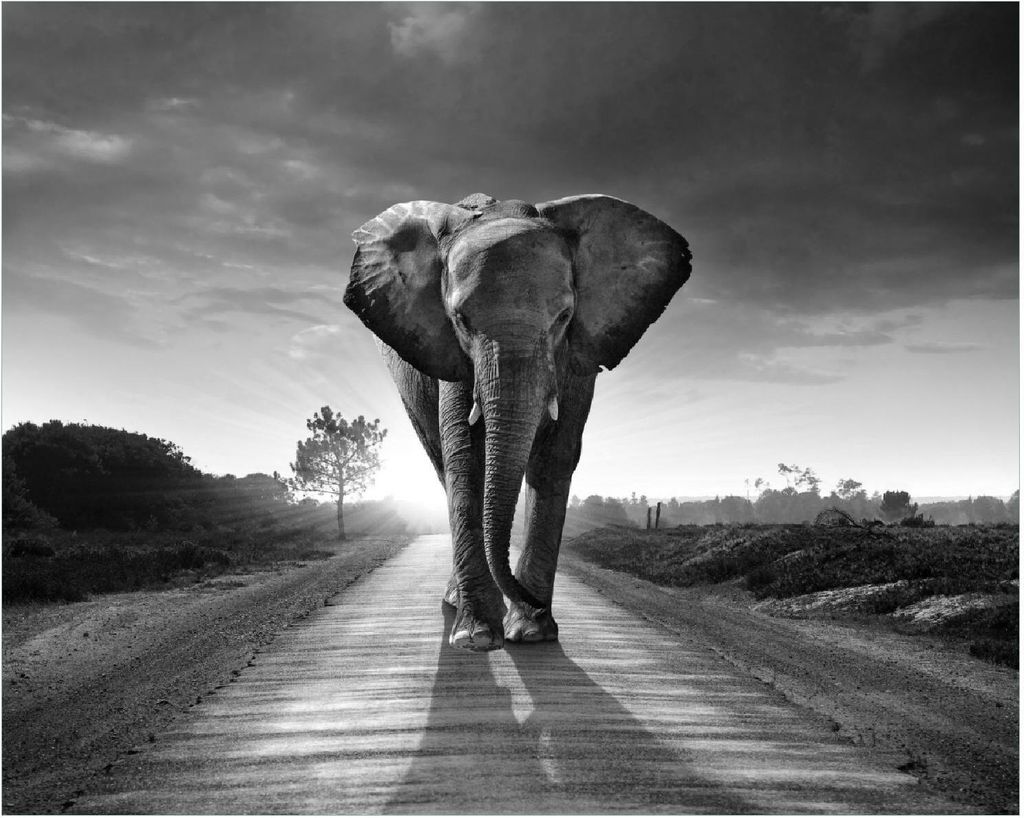Wallario Poster - Elefant bei Sonnenaufgang in Afrika schwarzweiß, Kunstdruck Größe: 40 x 50 cm
