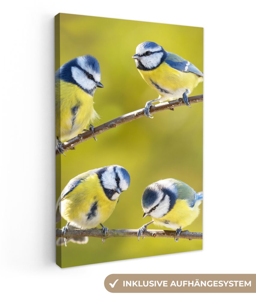 MuchoWow - Leinwandbilder - Vogel - Blaumeise - Äste - Sonne, Wandbild, Wanddeko Bilder Wohnzimmer, 80x120 cm