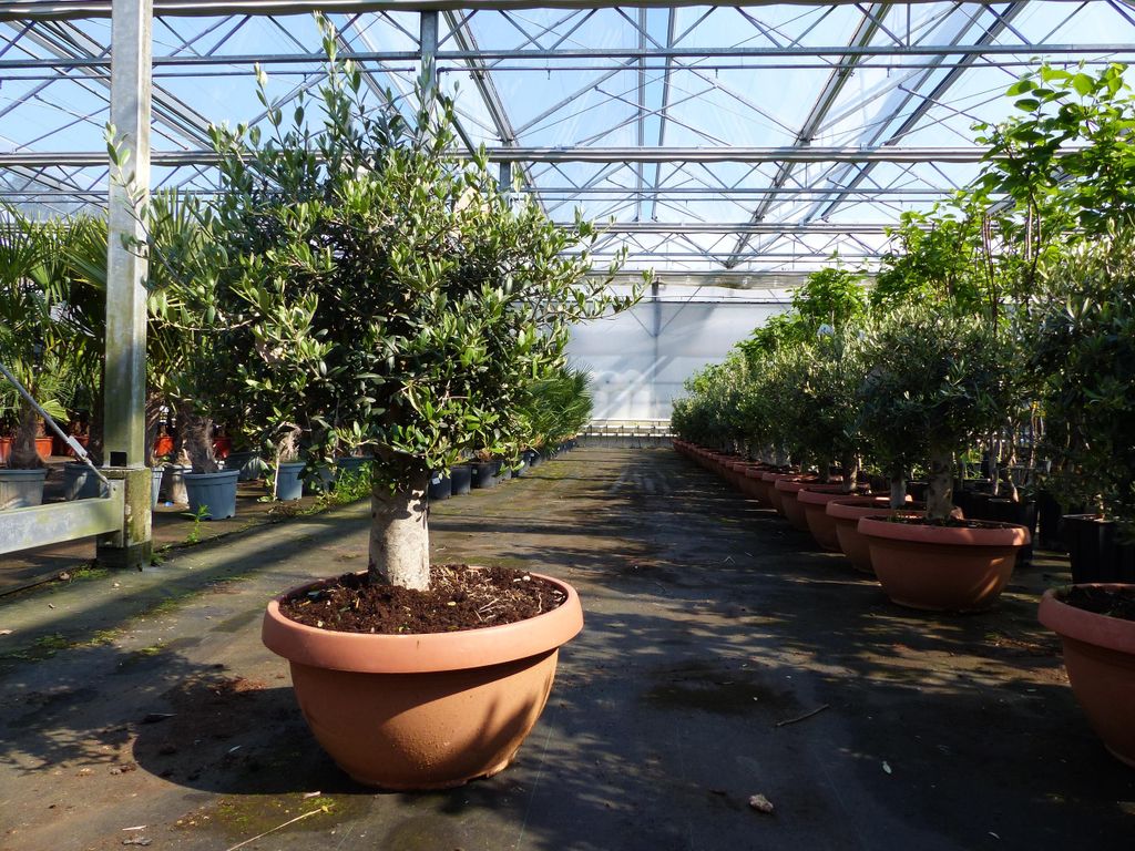 Olivenbaum Bonsai 100 - 120 cm Formgehlz, Olive