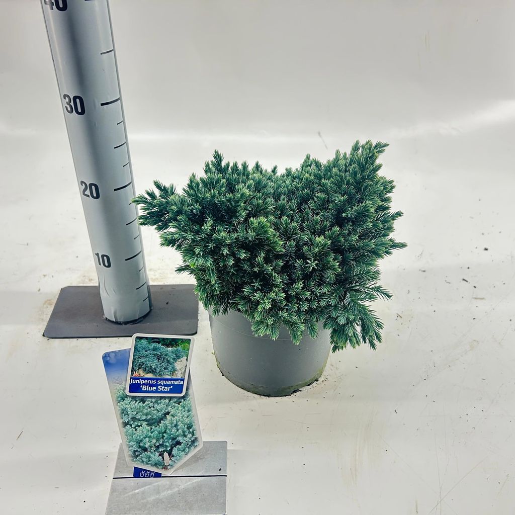 Juniperus squamata ‘Blue Star’ - Blauer Schuppenwacholder | 20-25 cm im topf
