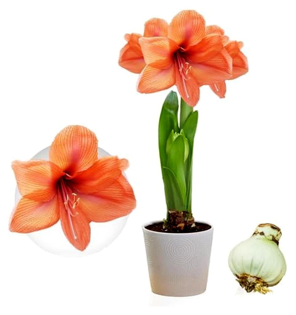 Amaryllis Zwiebel Orange Passion - 1 große Blumenzwiebel 26/30 - Echte Pflanzen aus Holland - Hippeastrum