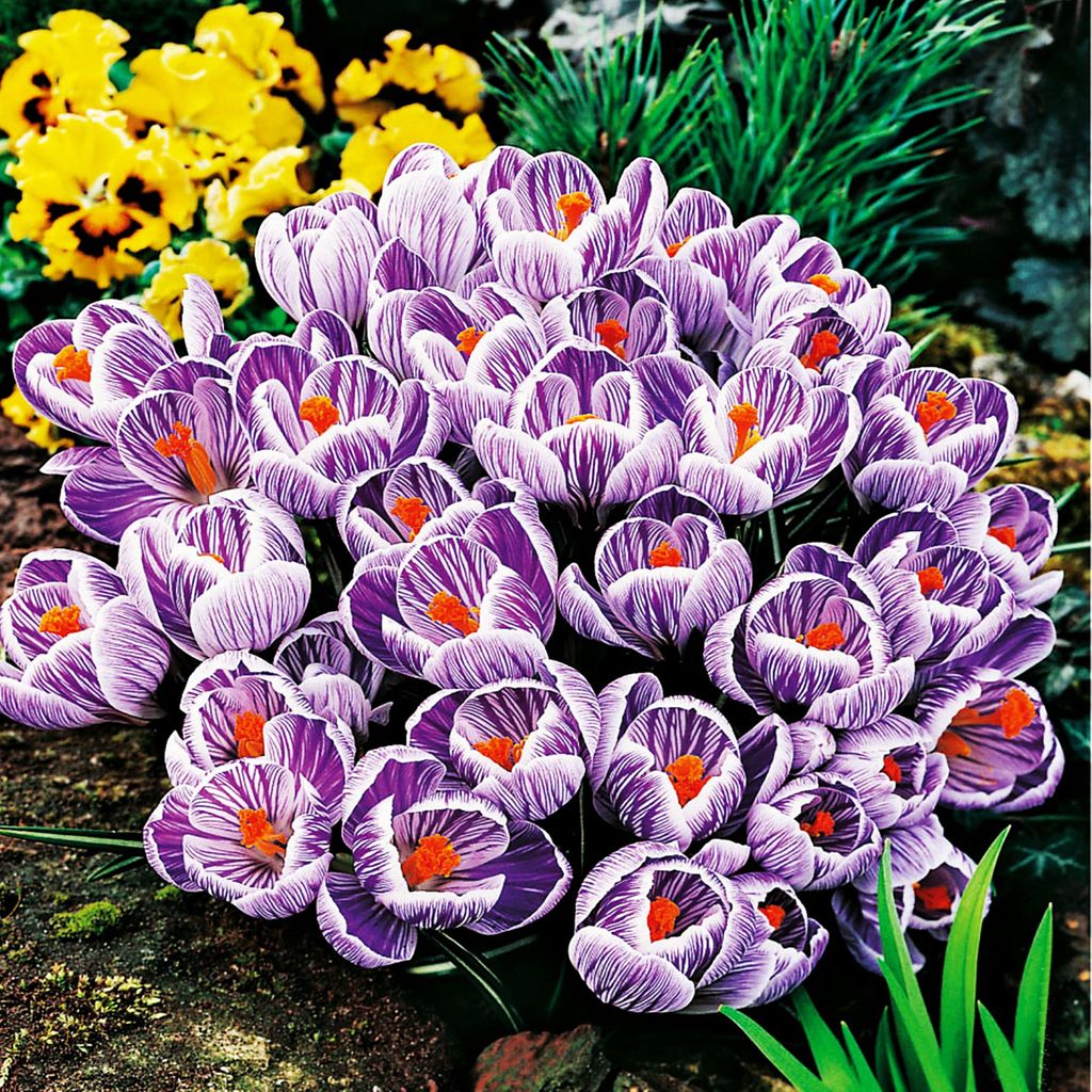 Bulbi da fiore Bulbi Crocus a fiore grande Crocus King Of Immagine del prodotto 
