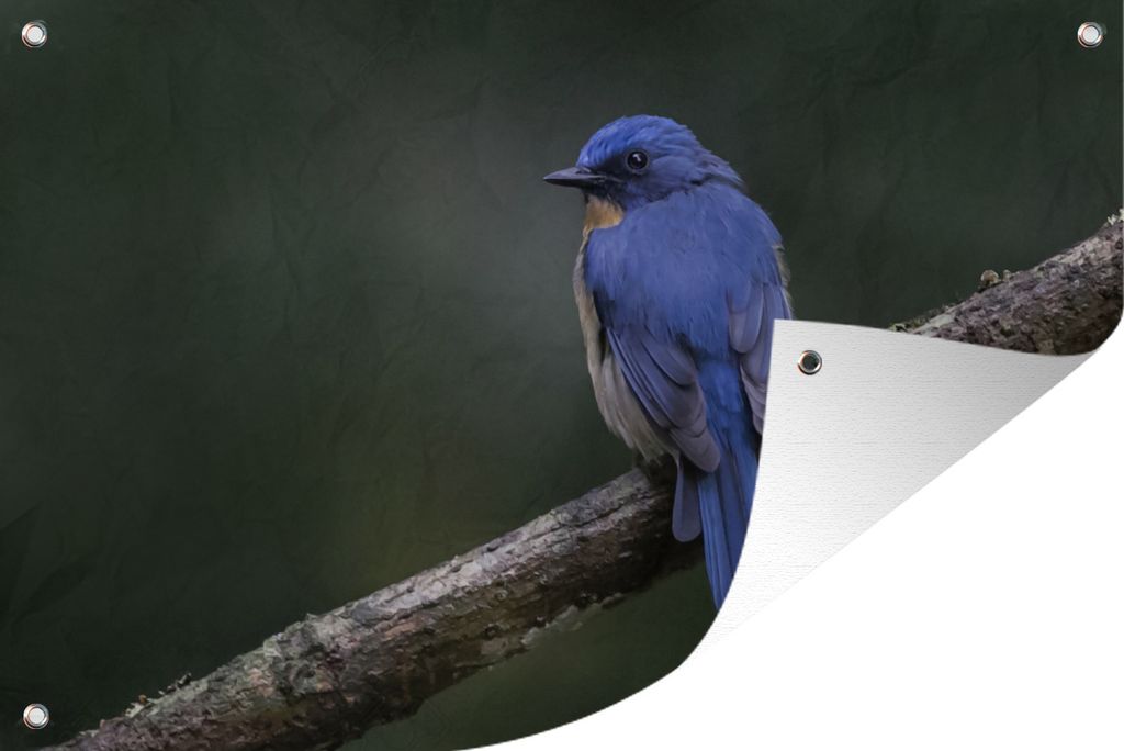 MuchoWow 90x60 cm Outdoor-Poster Gartendeko Sichtschutz Garten Poster für den Garten Ein Azurfliegenschnäpper sitzt auf einem dunklen Hintergrund