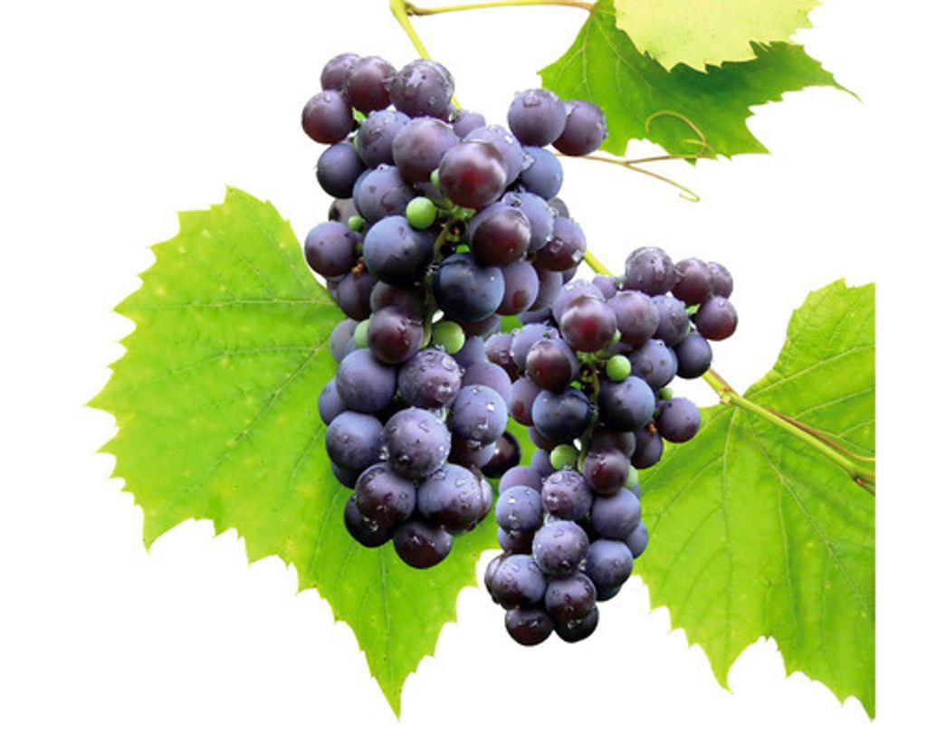 Vinná révabezsemenná FloraSelfVitis vinifera 'Venus' 60-100 Obrázek produktu 