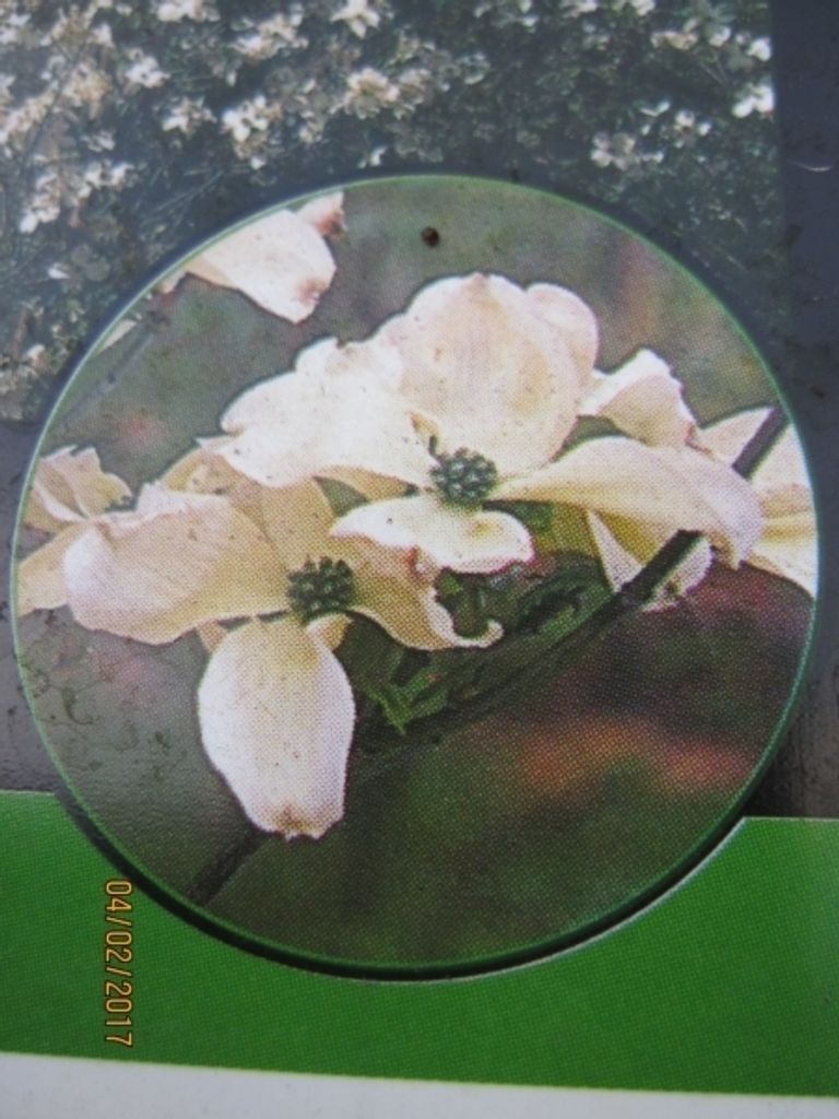 Cornus florida Cloud Nine - Amerikanischer Blumen-Hartriegel Cloud Nine 80-100cm