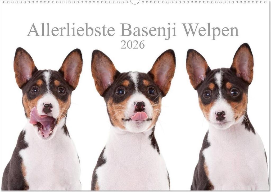 Allerliebste Basenji Welpen 2026 (Wandkalender 2026 DIN A2 quer), CALVENDO Monatskalender