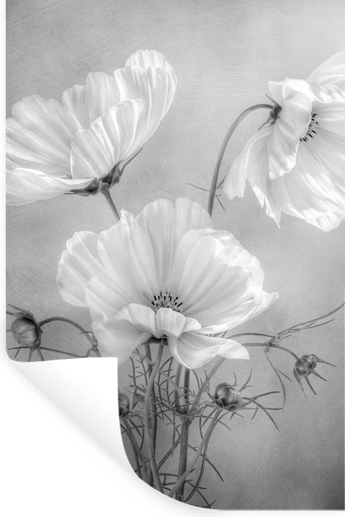 MuchoWow Wandtattoo Wandsticker Wandaufkleber Stilleben - Blumen - Schwarz und weiß - Mohn - Botanisch 60x90 cm Selbstklebend und Repositionierb...