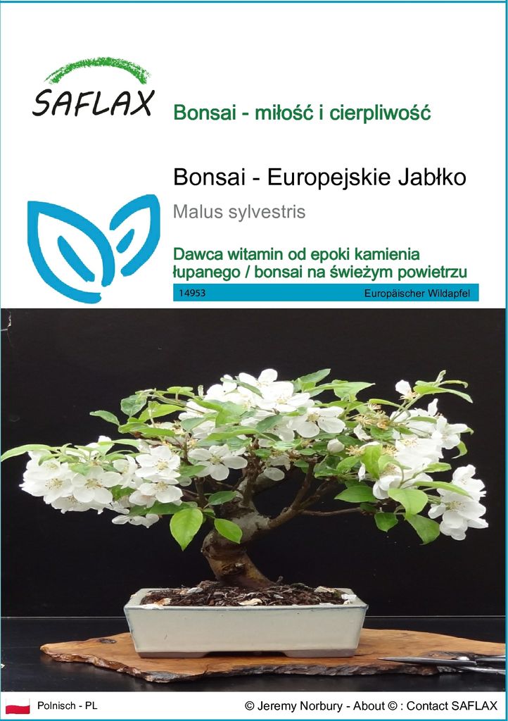 SAFLAX - Bonsai - Europejskie Jabłko - 30 Nasiona - Malus Zdjęcie produktu 