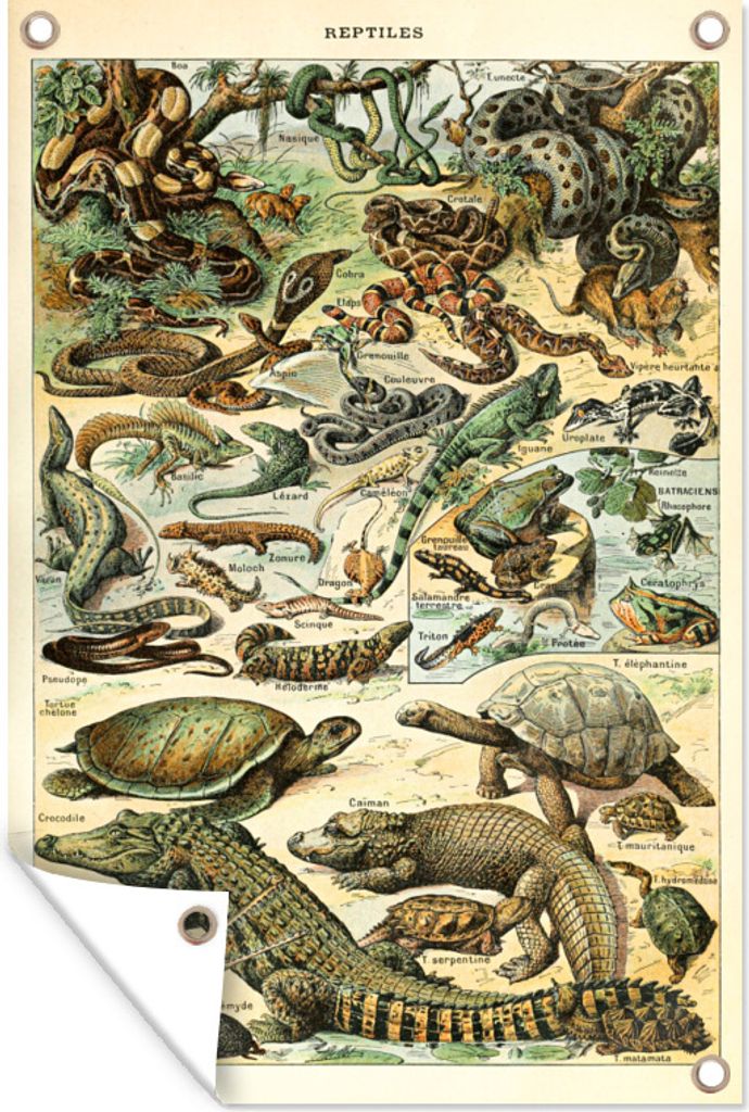 MuchoWow 80x120 cm Outdoor-Poster Gartendeko Sichtschutz Garten Poster für den Garten Reptilien - Tiere - Natur