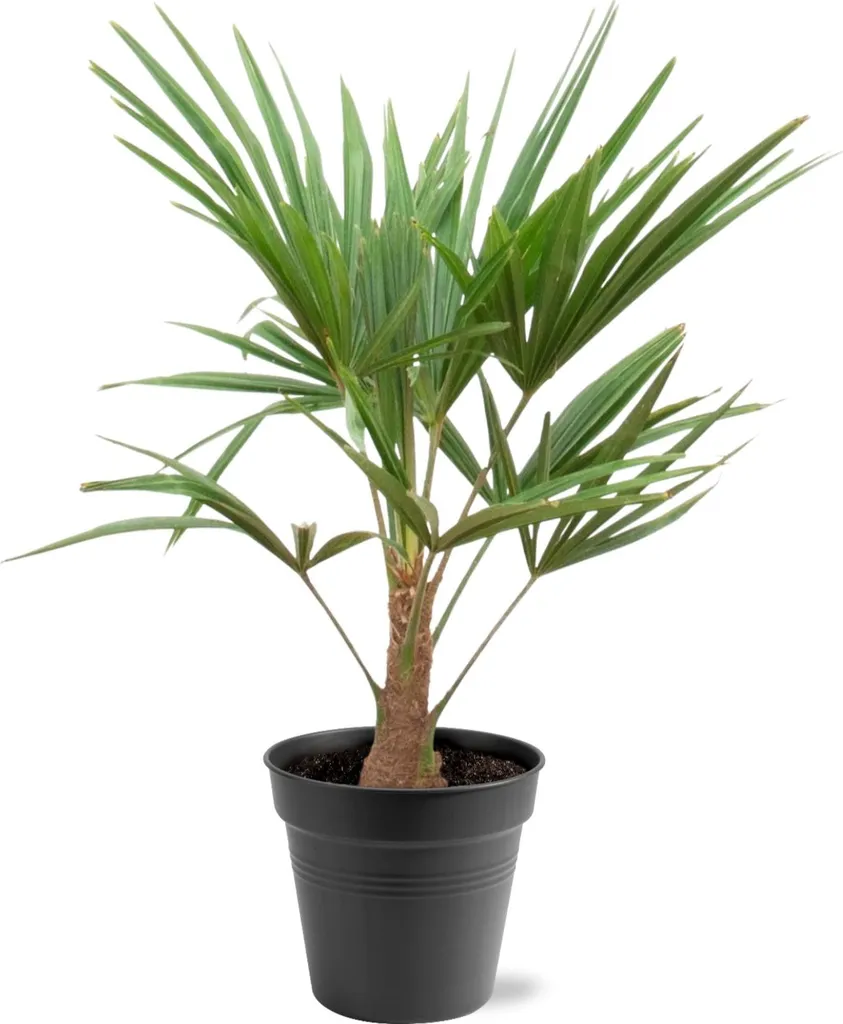 Palmier Trachycarpus pour terrasse et jardin - Plante en pot de 100 cm
