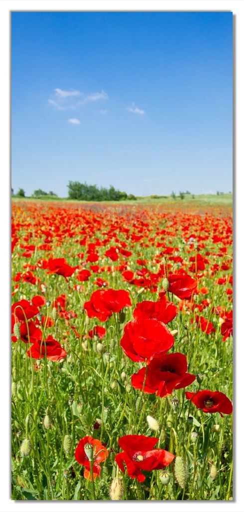 Wallario selbstklebende Türtapete 93 x 205 cm mit Schutzlaminat - Mohnblumenfeld- rote Blumen unter blauem Himmel