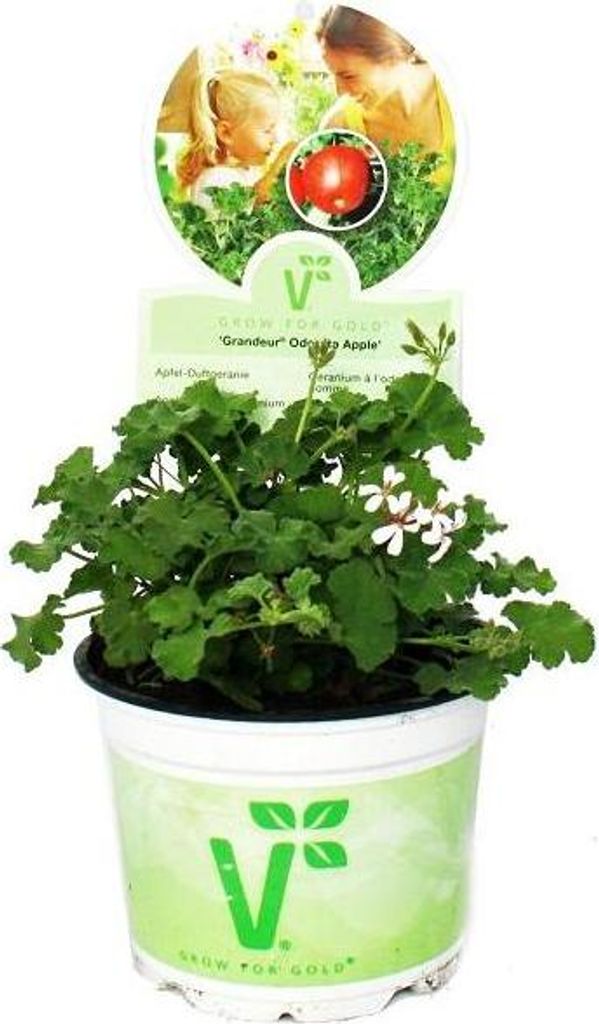 Duftgeranie "Apfel" - Pelargonia odorata  Hybr. Produktbild 