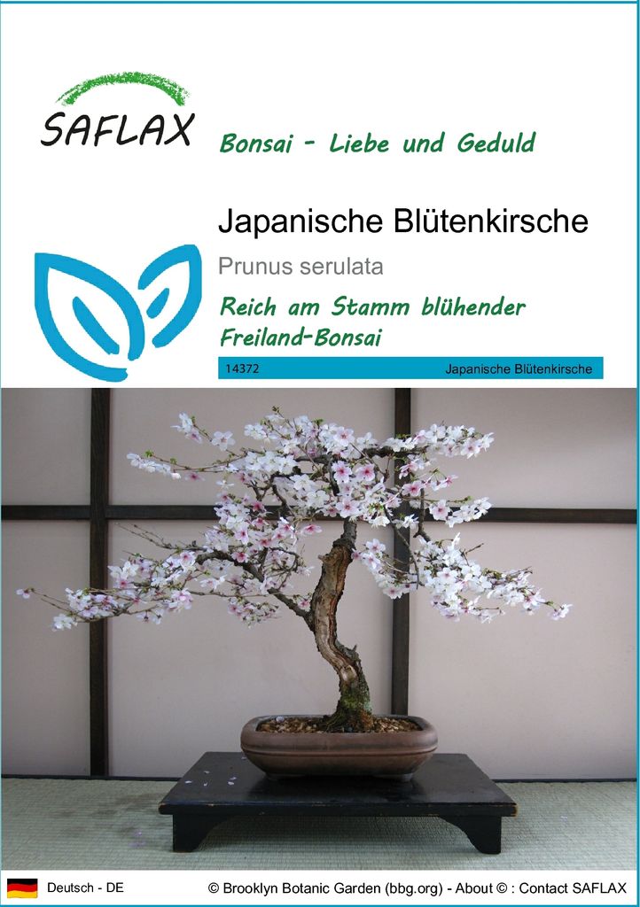 SAFLAX - Japanische Blütenkirsche - Prunus serulata - 30 Produktbild 