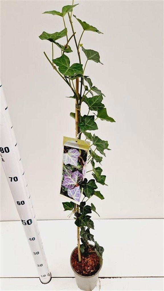 Hedera hel. « Woerner » - Lierre | 70 cm et plus en pot Image du produit 