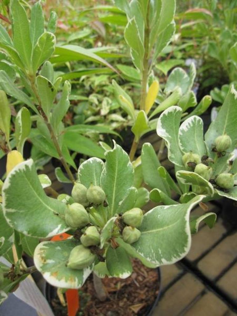 Weißbunter Chinesischer Klebsame - Pittosporum tobira Produktbild 