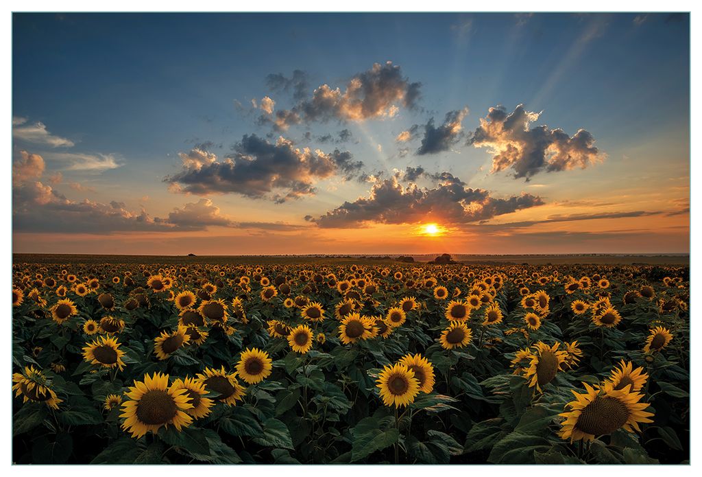 Wallario Küchenrückwand aus Glas, Größe: 90 x 60 cm, Motiv: Sonnenblumenwiese vor Wolken mit Sonnenuntergang | Spritzschutz | abwischbar | pfle...
