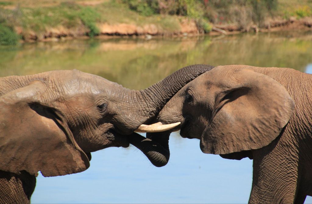 hansepuzzle 75342 - Elefanten Puzzle, 500 Teile, Tierwelt, 46,0 x 30,0cm mit hochwertiger Aufbewahrung, Kartonbox und wiederverschließbarem Beutel