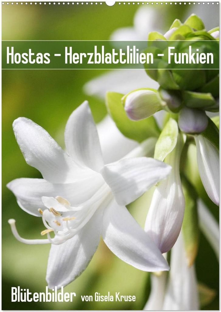 Hostas Herzblattlilien Funkien (Wandkalender 2026 DIN A2 hoch), CALVENDO Monatskalender