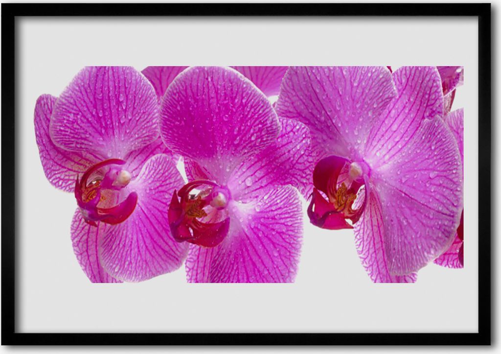 Bild 70x50 MDF-Rahmen Wandkunst Blumen Pflanzen Natur