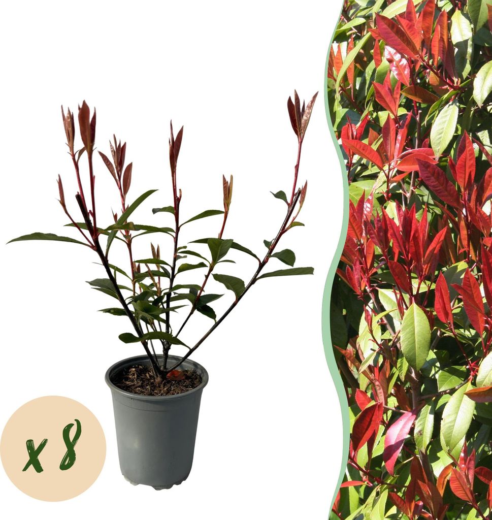 GreenboutiQ - Heckenpflanzen - Photinia fraseri Carre Rouge - rot grün Blatt - 8 Pflanzen - 1 laufender Meter - immergrün - Topf 9cm Höhe 30-35cm