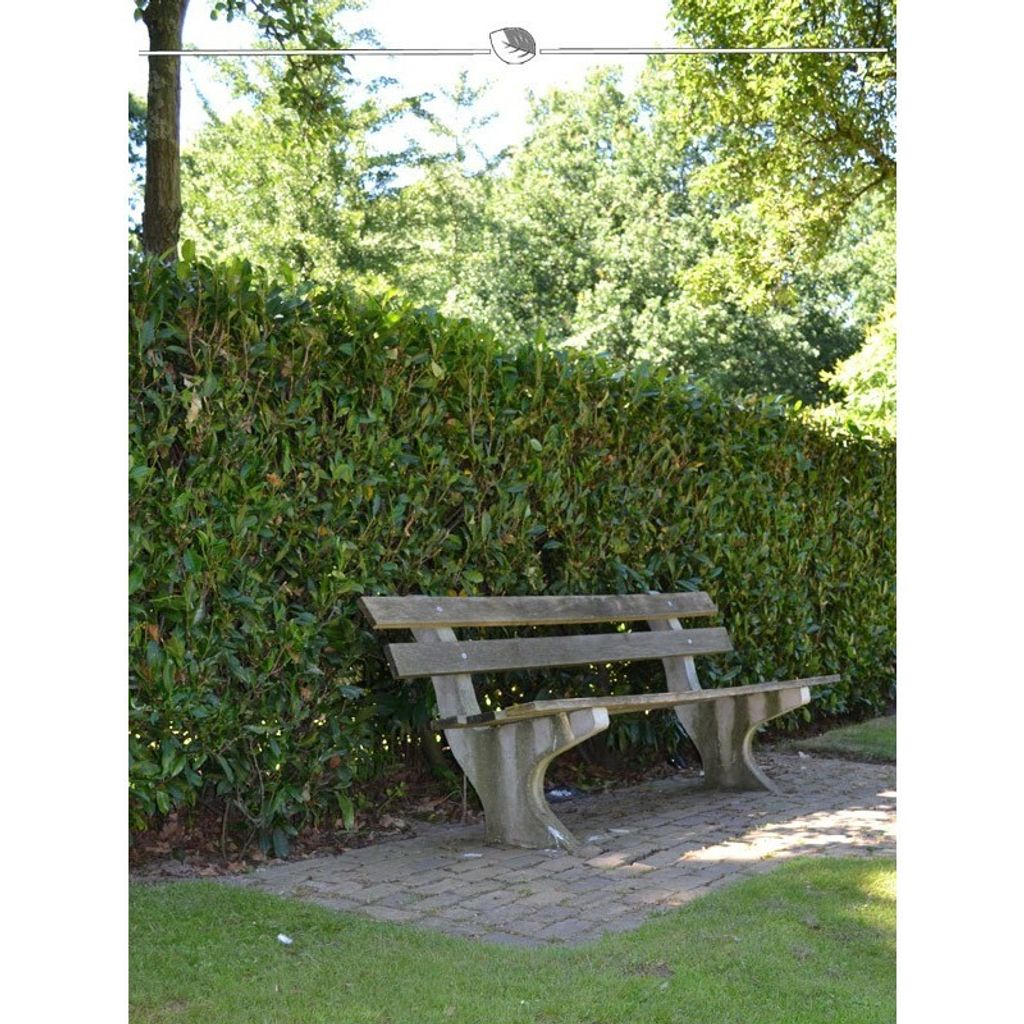 Kirschlorbeer Prunus Herbergii 120-140 cm, 30x Heckenpflanze