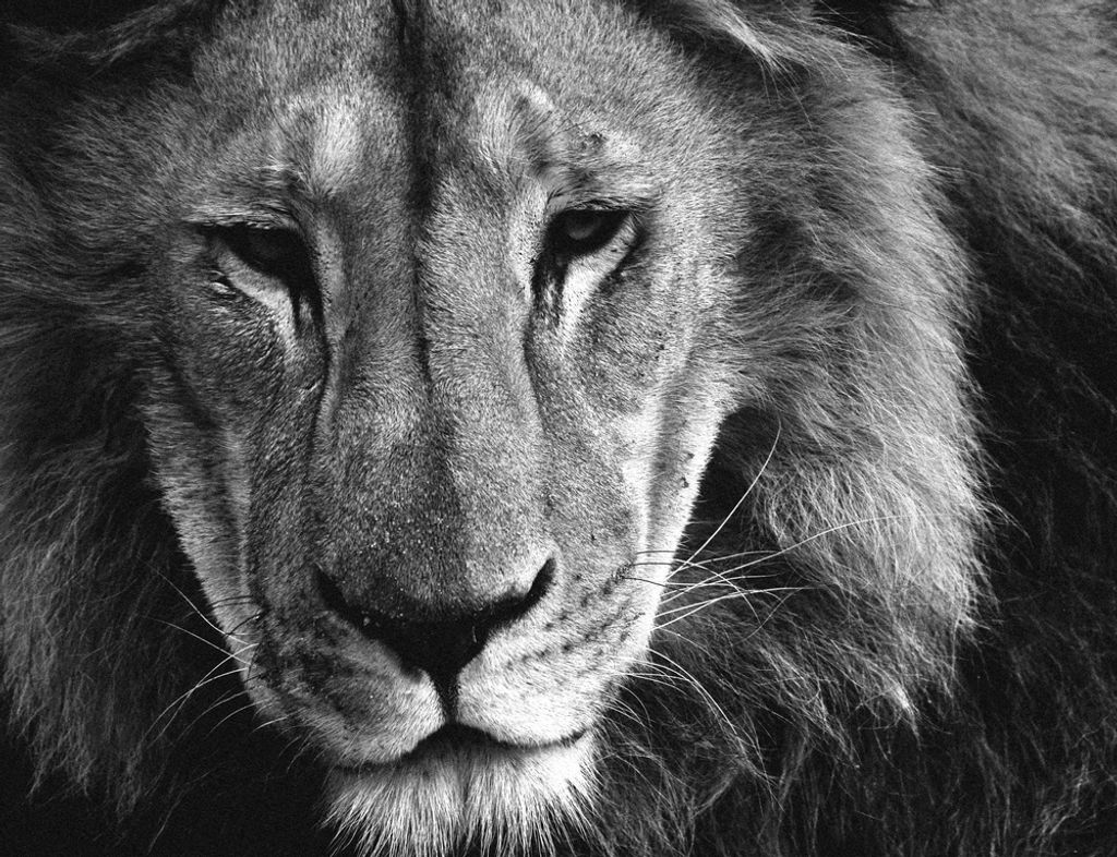 hansepuzzle 84459 - Löwe Puzzle, 1000 Teile, Natur, 60,0 x 46,0cm mit hochwertiger Aufbewahrung, Kartonbox und wiederverschließbarem Beutel