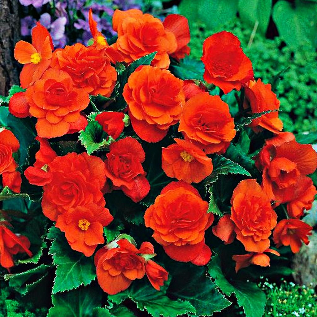 Begonia Multiflora Arancione Orange 1 pz begonie piantine Immagine del prodotto 