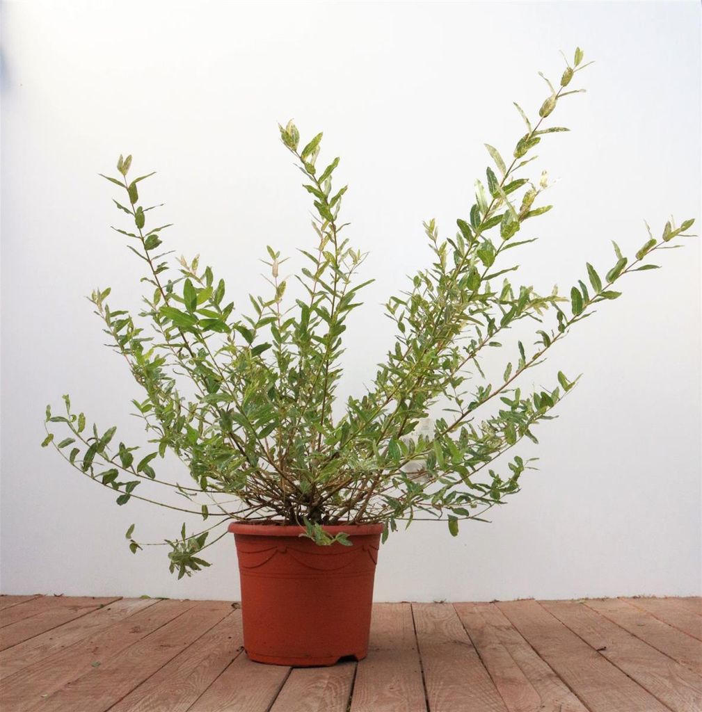 Salix integra 'Hakuro Nishiki', Japanische Weide, buntes Laub, 40–60 cm