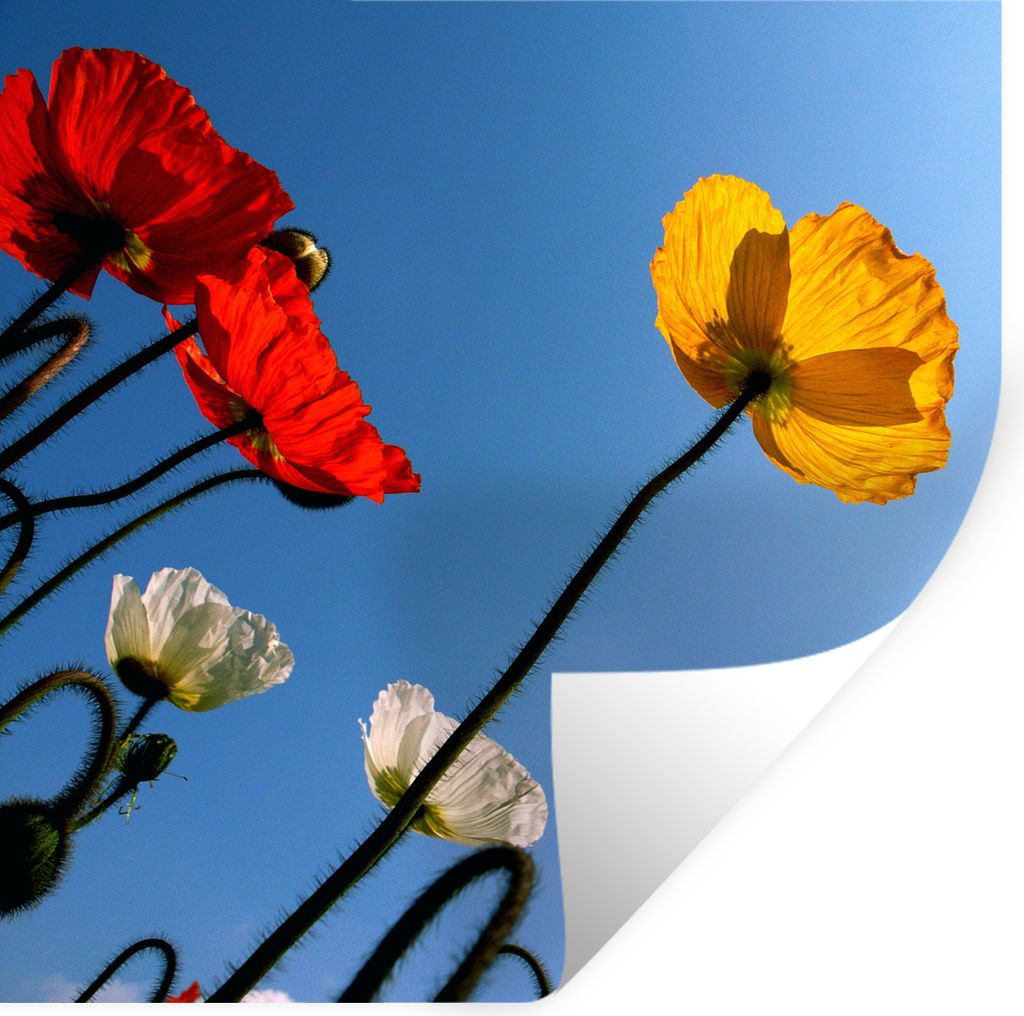 MuchoWow - Selbstklebend - Fototapeten