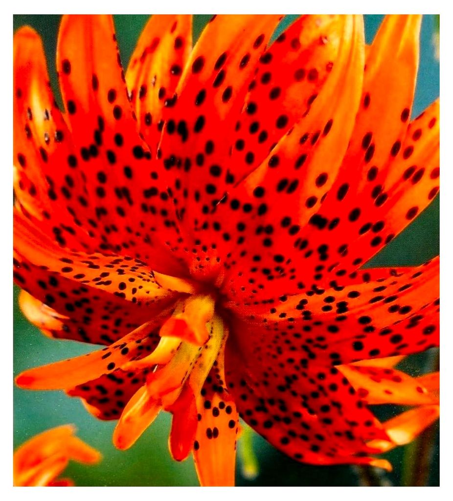 10 Zwiebeln Baumlilien Lilium "Flore Pleno" Double Tiger (orange) bis 150 cm, winterhart, duftend, Sommerblüher